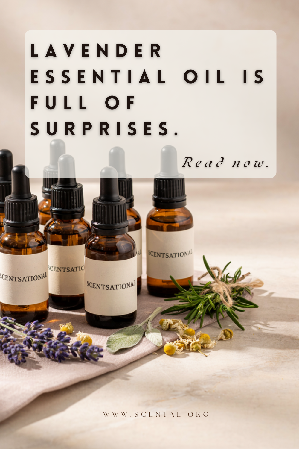 lavender essential oil