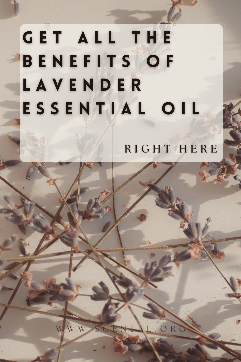 Benefits of Lavender essential Oil
