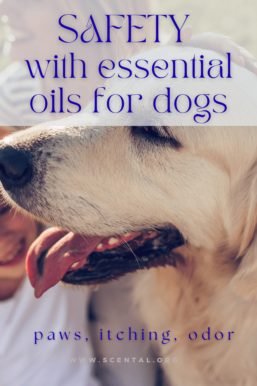 Which Essential Oils Are Safe for Dogs – Safety Guide